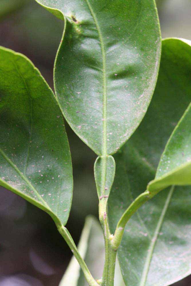              Unifoliolate leaf (Riverside, CA)       